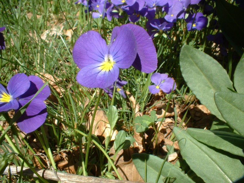 Anemone nemorosa, viola eugeniae, ranunculo